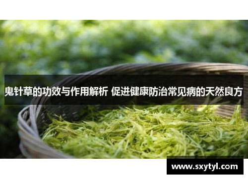 鬼针草的功效与作用解析 促进健康防治常见病的天然良方